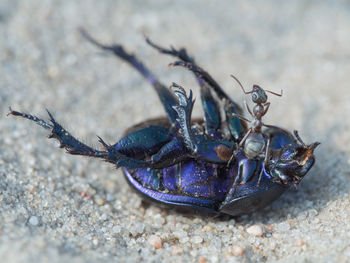 Close-up of crab on sand