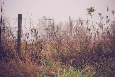 Plants growing on field in foggy weather