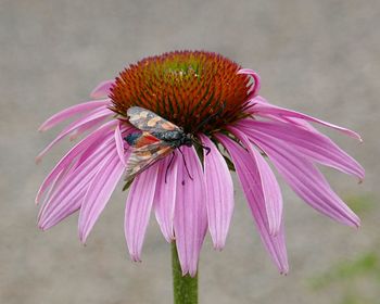 Close-up of bumblebee on pink flower