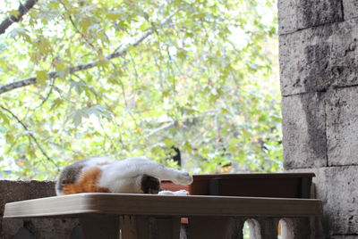 Cat resting on a table