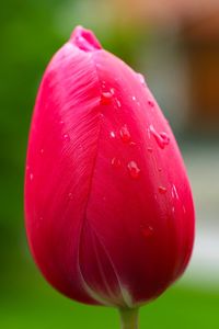 Close-up of water drops on pink rose