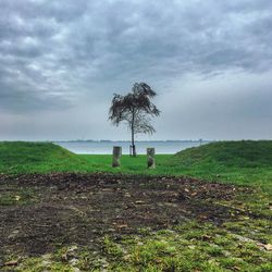 Trees on field against sky