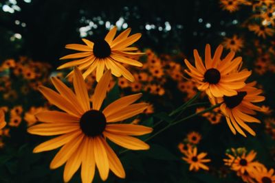 Close-up of daisy flowers