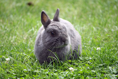 Close-up of an animal on grass