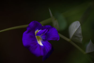 Close-up of purple flower
