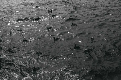 High angle view of ducks swimming in lake