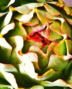 Full frame shot of flowers