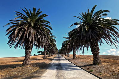 Palm trees on beach against sky