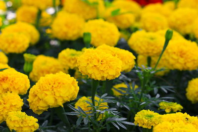 Close-up of yellow flowers