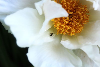 Close-up of white flower