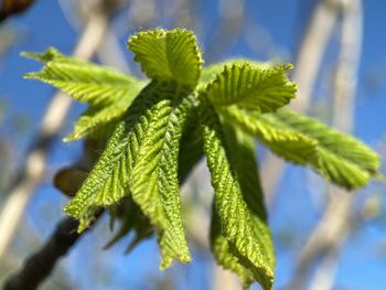 Close-up of fresh green plant