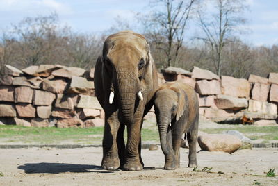 Front view of elephant family