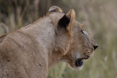 Close-up of a cat looking away