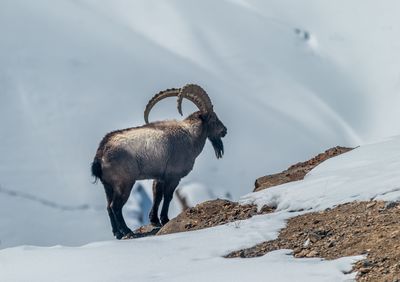 Ibex standing on snow covered rock