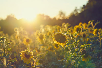 A field of sunflowers in the rays of the setting sun.