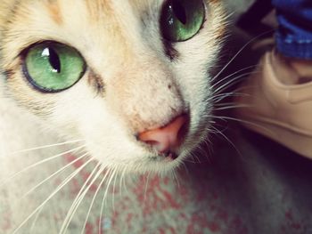 Close-up portrait of cat