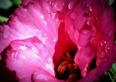 Close-up of pink flower