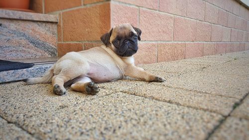 Portrait of puppy sitting outdoors