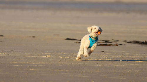 Dog running on beach