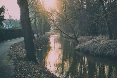 Scenic view of river amidst trees