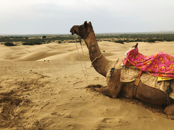 View of a horse on desert