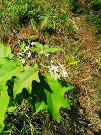 High angle view of plants growing on field