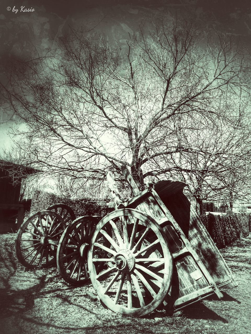 bicycle, transportation, mode of transport, land vehicle, stationary, parked, parking, tree, wheel, no people, outdoors, day, bare tree, nature, absence, wall - building feature, branch, tranquility, travel, street