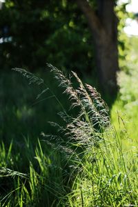 Close-up of fresh grass in field