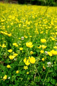 Close-up of yellow flowers blooming in field