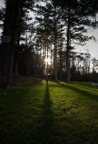 Trees on grass against sky