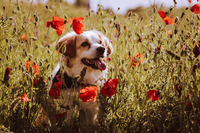 Dog looking away on field