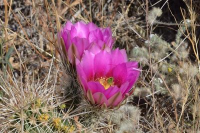 High angle view of pink crocus blooming on field