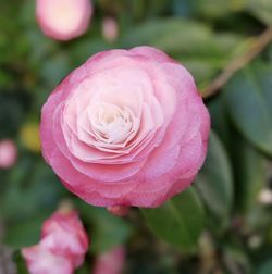 Close-up of pink rose