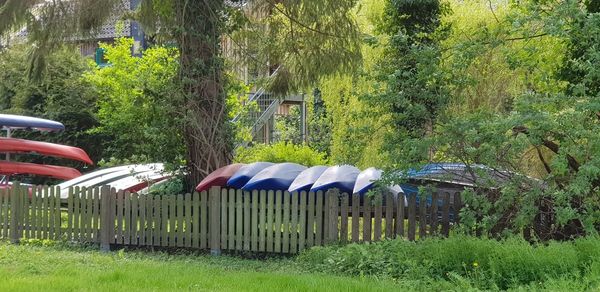 Panoramic shot of trees along plants