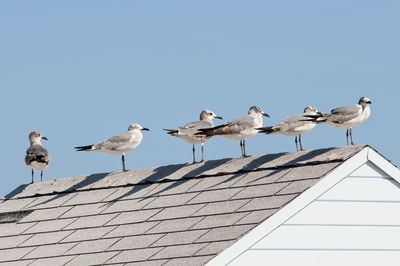 Low angle view of seagulls perching on roof against clear sky