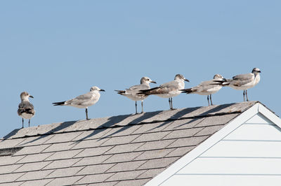 Seagulls on the wooden roof of a miami beach house against the blue sky