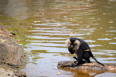 Shot of indian monkey grey langur