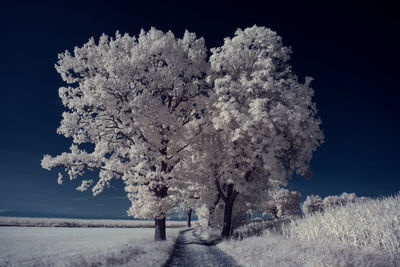 Scenic view of snow covered land and trees against sky