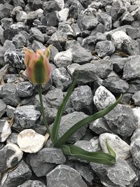 Close-up of fresh white rose in rocks