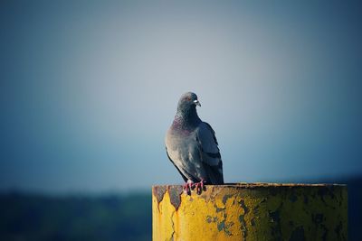 Close-up of bird perching on retaining wall against clear sky