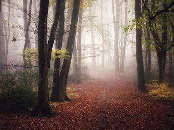 Trees in forest during autumn