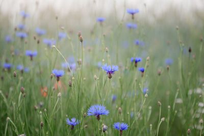 Close-up of purple flowering plants on field