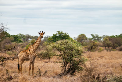 Side view of giraffe on grassy field