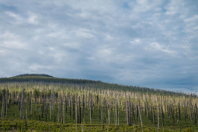 Burned trees from a wildfire in central oregon on cascade lakes highway