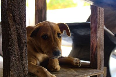 Close-up portrait of a dog