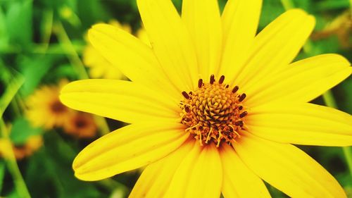 Close-up of yellow flower