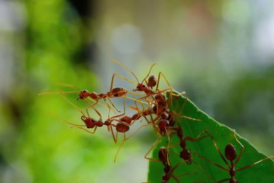 Close-up of ant on plant