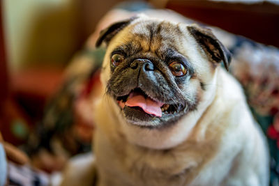 Close-up portrait of a dog