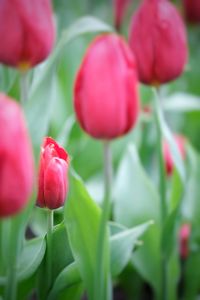 Close-up of red tulips