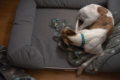 Domestic scene with a large sleeping pet dog in her bed, copy space to the left hand side